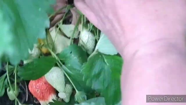 Клубника на Кубани, в нашем саду 23.05.2020. смотреть онлайн