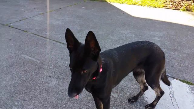 Black Belgian Malinois Howling.