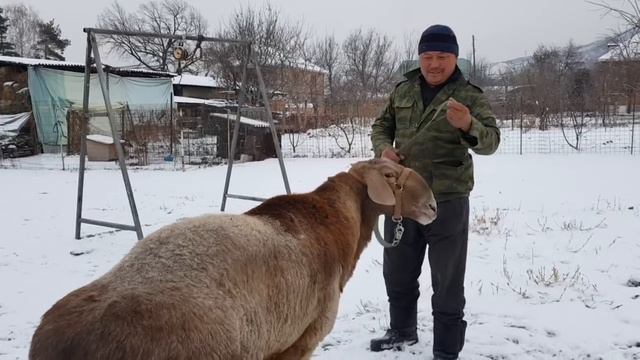 Хозяйство Мурата, п. Талгар. Анвар Рустемов +77017224679(ватцап) смотреть онлайн