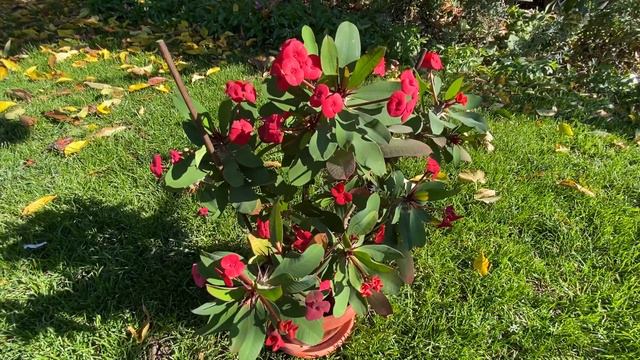 |НАШИТЕ ЦВЕТЯ| Исусов венец / сезон 2021 г.