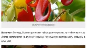 Импатиенс – экзотика в саду или на подоконнике