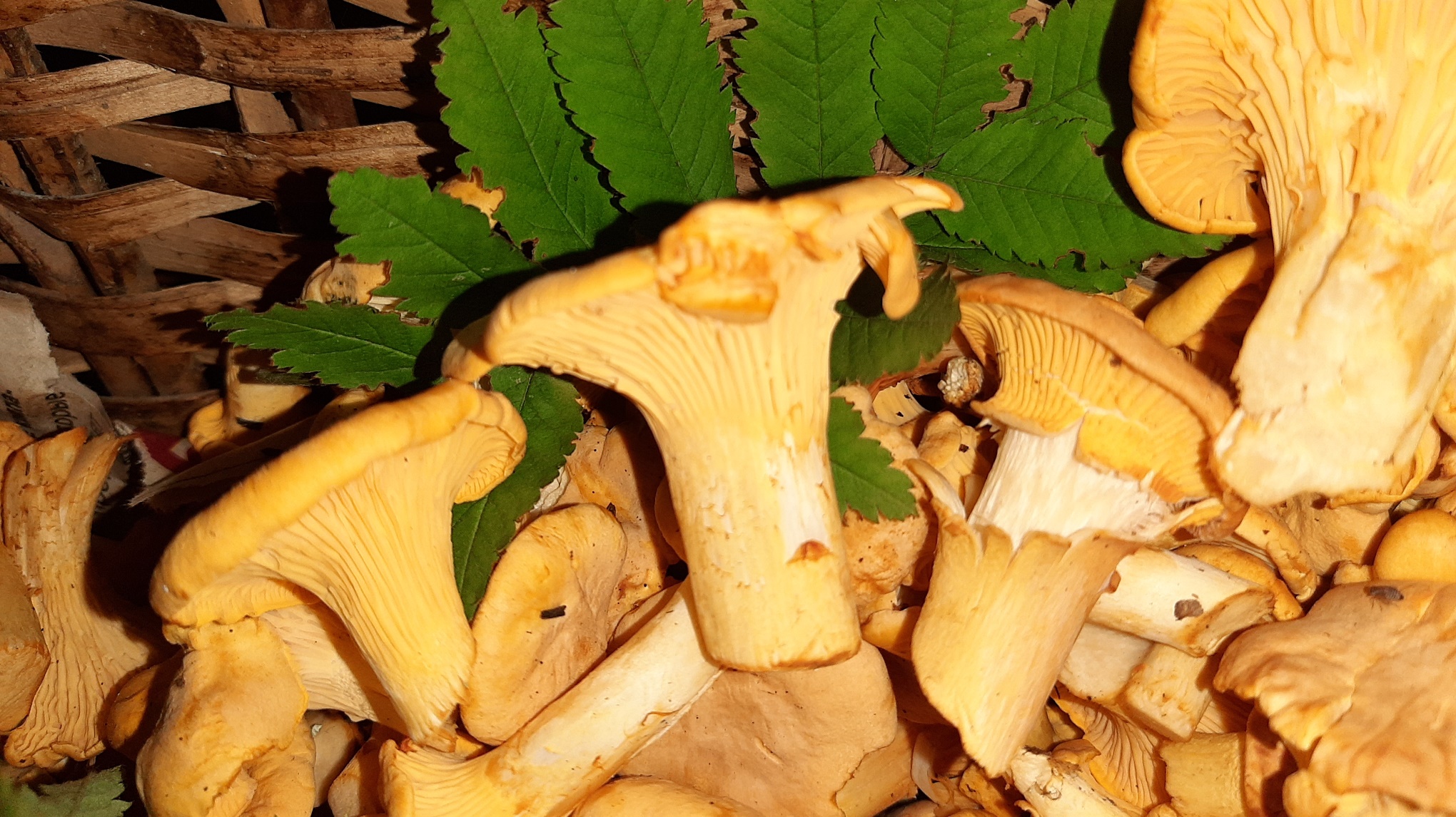 САМЫЕ БЫСТРЫЕ ГРИБЫ! Самая короткая грибная охота. Лисички 2022 смотреть онлайн