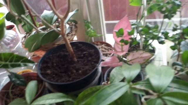 Обрезка и черенкование табернемонтаны. смотреть онлайн