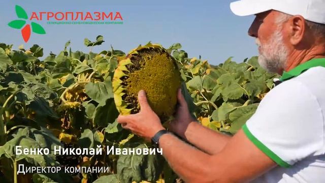 Заразихи не будет! ОРФЕЙ - гибрид подсолнечника, устойчивый к 7 расам смотреть онлайн