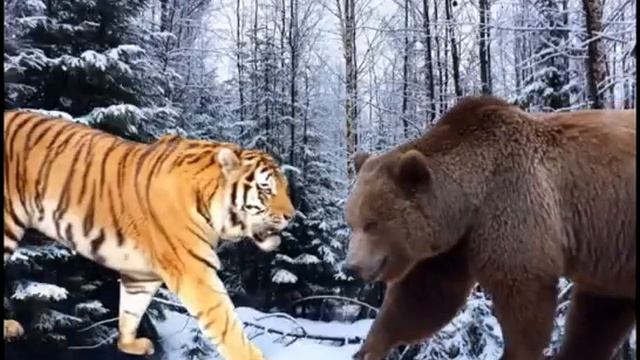 (СРАВНЕНИЯ) АМУРСКИЙ ТИГР VS БУРЫЙ МЕДВЕДЬ смотреть онлайн