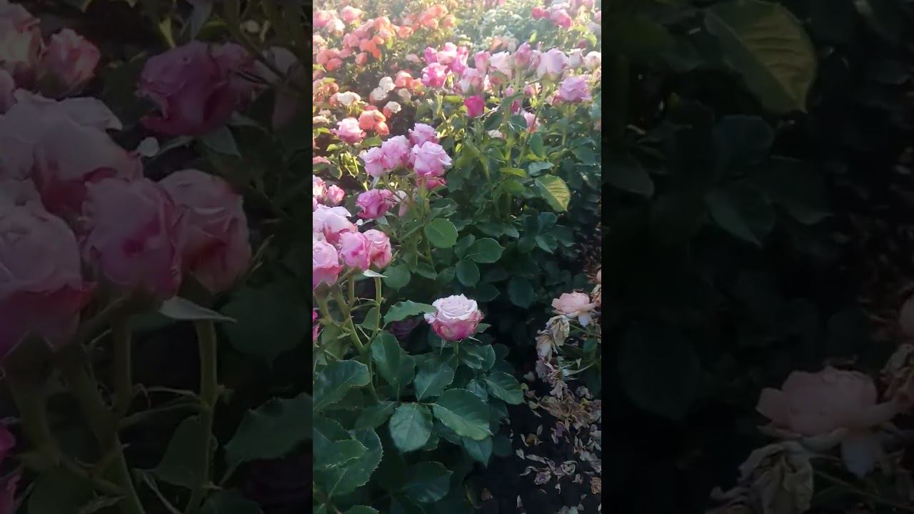 Глубоководная 2 https://rose-bushes.ru/ смотреть онлайн