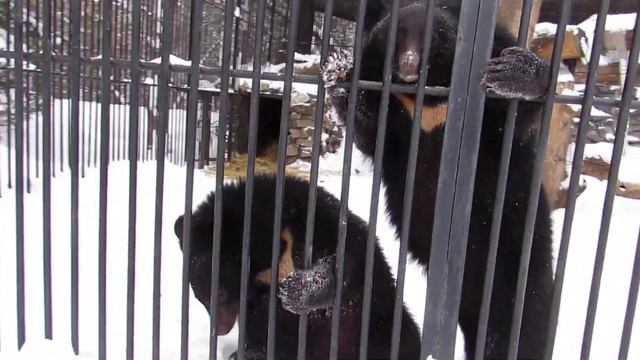 Гималайские медвежата подошли пообщаться 27.11.18 смотреть онлайн