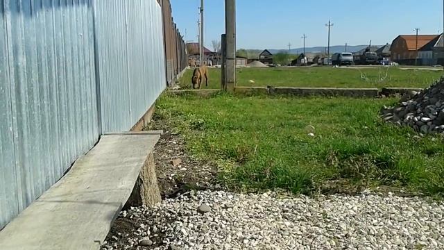 Забрал питбуля Лаврика себе и сразу... Встреча Спайка и Лаврика у нас дома. История питбуля Спайка. смотреть онлайн