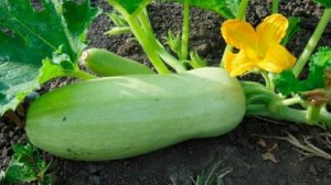 Кабачки! Польза и вред кабачков!