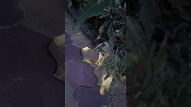 Волшебные цветы смотреть онлайн