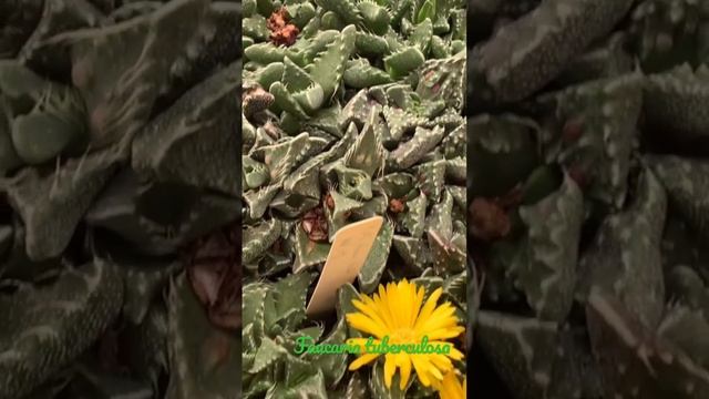 Faucaria tuberculosa (MG#1505) #shorts смотреть онлайн