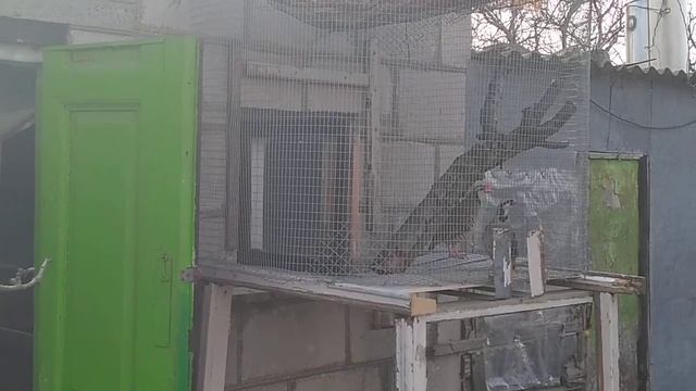 Как кричит кеклик.