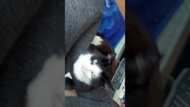 мой кот любит спать на моих ногах наверно знает что ноги сильно устают и мерзнут смотреть онлайн