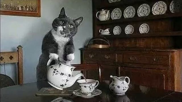 Прикольные животные