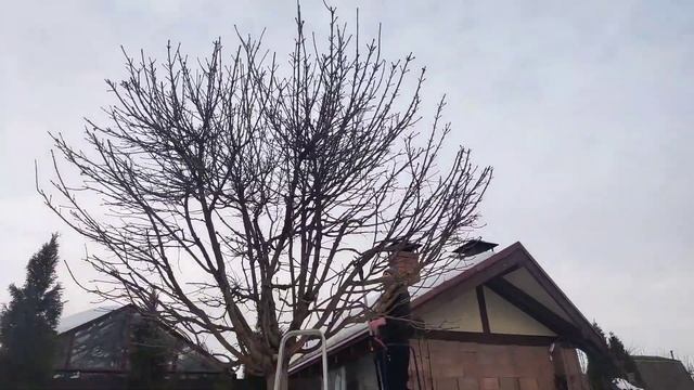 Весенняя обрезка клена Глобозум. Когда начинать весеннюю обрезку деревьев. смотреть онлайн