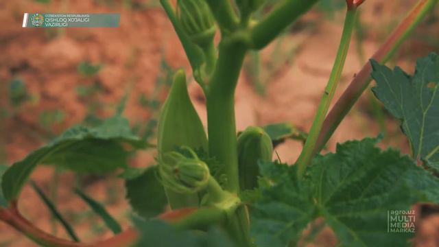 EKZOTIK BAMIYA O‘ZBEKISTONDA FOYDALI SABZAVOT EKINLARI TURLARINI KENGAYTIRMOQDA смотреть онлайн