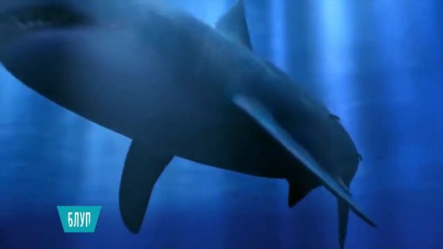 Мегалодон и другие опасные хищники океана смотреть онлайн