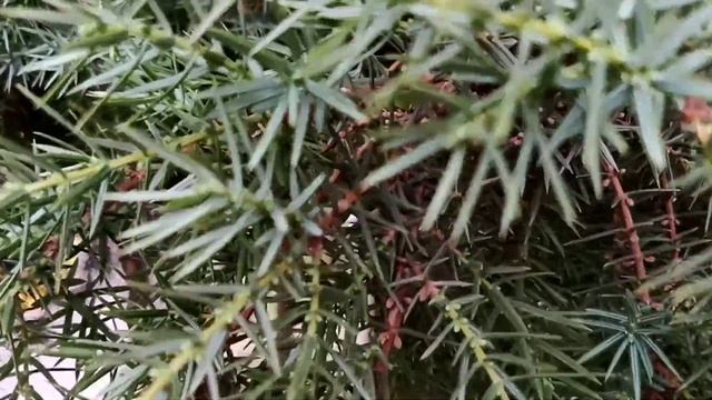 Флора.Фауна и Танцы смотреть онлайн