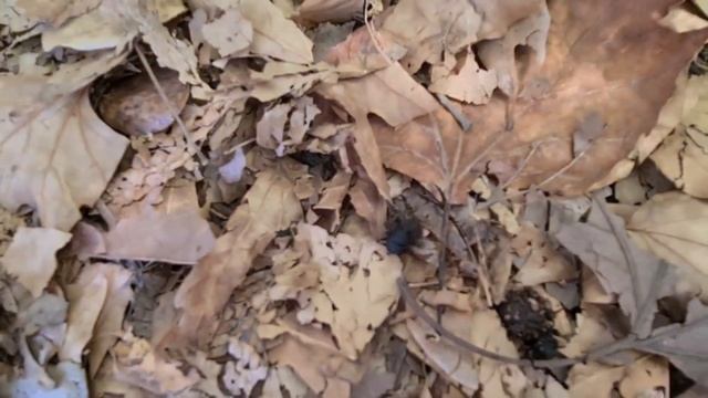 Турция, Кушадасы - 2020. Пещера Зевса, горы, древний монастырь и пр. смотреть онлайн