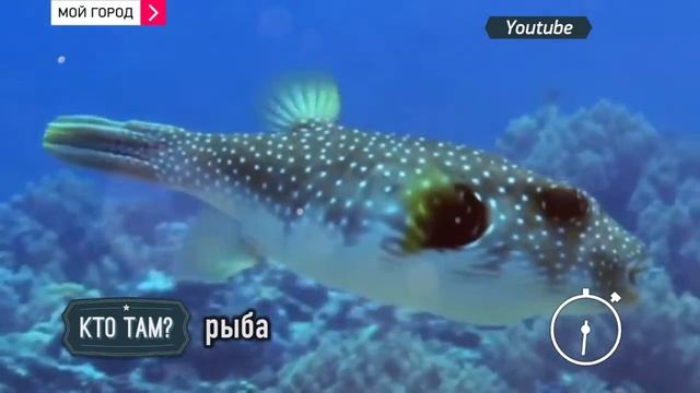 За минуту про рыбу