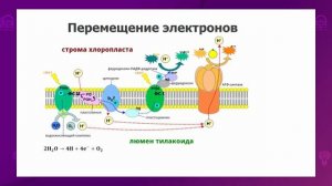 Биология. 11 класс. Фотофосфорилирование /21.09.2020/