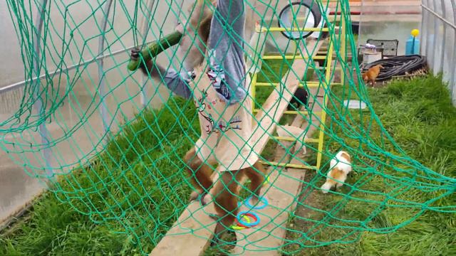 Гоша в супер квестах!!! .Занятия и уход не прошли даром. Гоша чемпион💪 смотреть онлайн