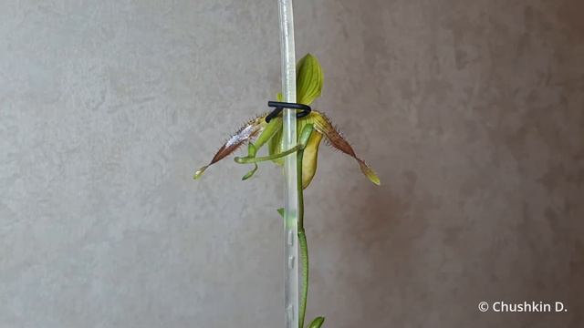 Paphiopedilum Honey (philippinense x primulinum) смотреть онлайн