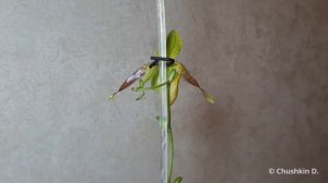 Paphiopedilum Honey (philippinense x primulinum)