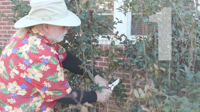 Pruning Camellias смотреть онлайн