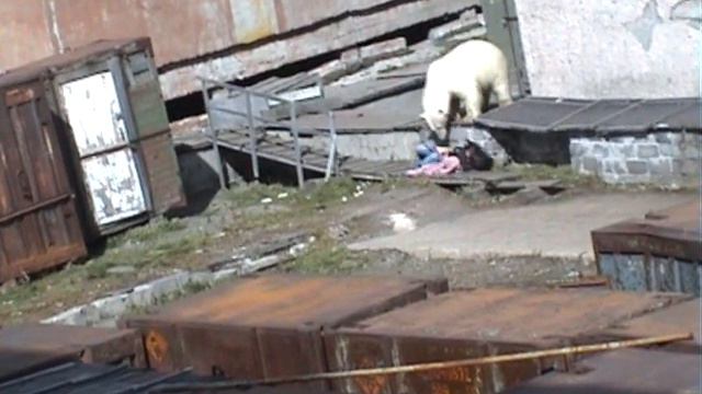 Человек и медведь Мыс Шмидта дура баба