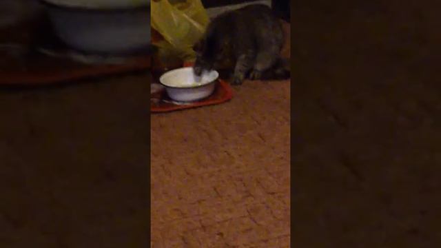 Кот ест лапой смотреть онлайн