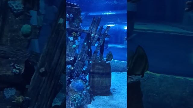 Чернопёрая рифовая акула и рыбы в Magic AQUARIUM