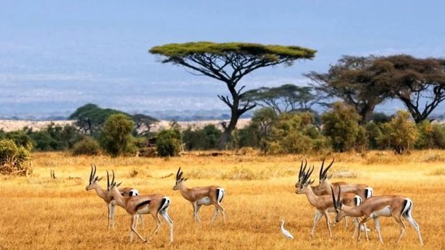 Почему льва называют «царь зверей»? смотреть онлайн