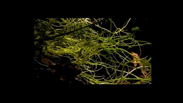 #BADC2018 / Sunset in Pantanal, Alto Paraguay Department, 160 L смотреть онлайн