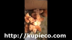 Фокси Чик (Foxy Chick)/ Инкубационное яйцо.