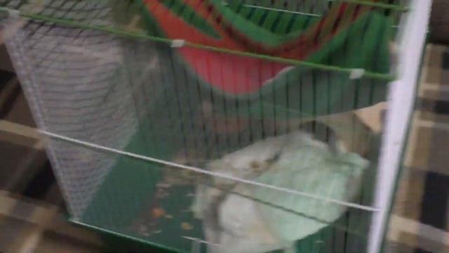 Крысы дерутся Хельга плачет Забытый фотоконкурс смотреть онлайн