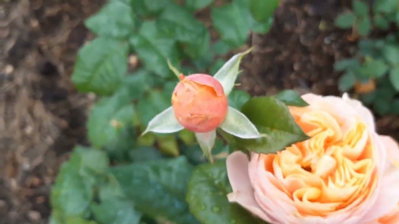 Вувузела смотреть онлайн