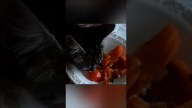 Бездомный котенок спасён! Мышка появилась в год мыши, не случайно? смотреть онлайн