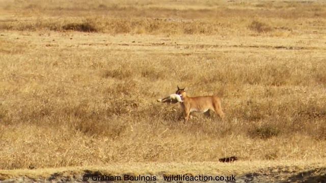 A fantastic Caracal and a successful hunt! смотреть онлайн