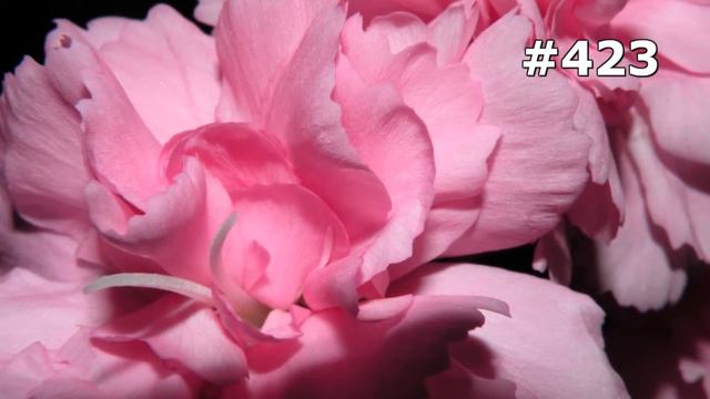 #423. Цветы и растения - самые красивые цветы смотреть онлайн