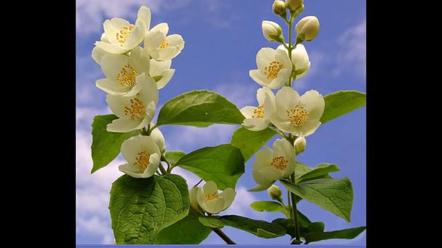 комнатный жасмин смотреть онлайн