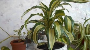 Драцена  : виды , уход