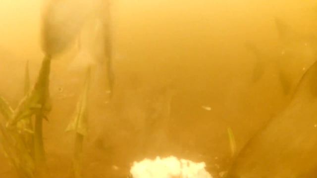 КОРВАЛОЛ В ПРИКОРМКЕ ! РЕАКЦИЯ РЫБЫ И ПОДВОДНЫЕ СЪЕМКИ смотреть онлайн