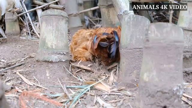 Chicken Song and Dancing Rooster - Funny Chicken Dance смотреть онлайн