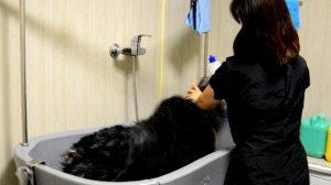 Как мыть БОЛЬШИХ собак? Моем немецкую овчарку. PRO-Хвост