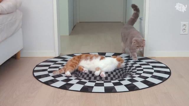 РЕАКЦИЯ КОШЕК КОГДА ОНИ ВИДЯТ КОВЕР С ОПТИЧЕСКОЙ ИЛЛЮЗИЕЙ смотреть онлайн