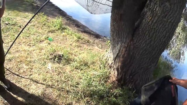 Рыбалка в Воронеже и области на пруду Головищи (УЛОВЫ АВГУСТ) смотреть онлайн
