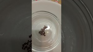 Лаванда(семена) из морозилки в перекись водорода,далее в НВ-101