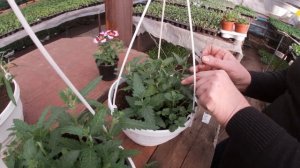 Формируем ампельную вербену ампельный алиссум и бакопу.Правила прищипки.