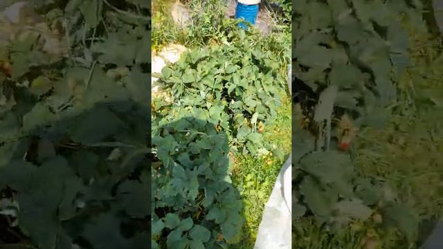 Моё развлечение в деревне Горбачиха с утра смотреть онлайн